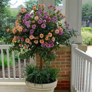 Bare Root 2-in-1 Angel Face-Cherish Tree Rose with Lavender and Pink Flowers | The Home Depot