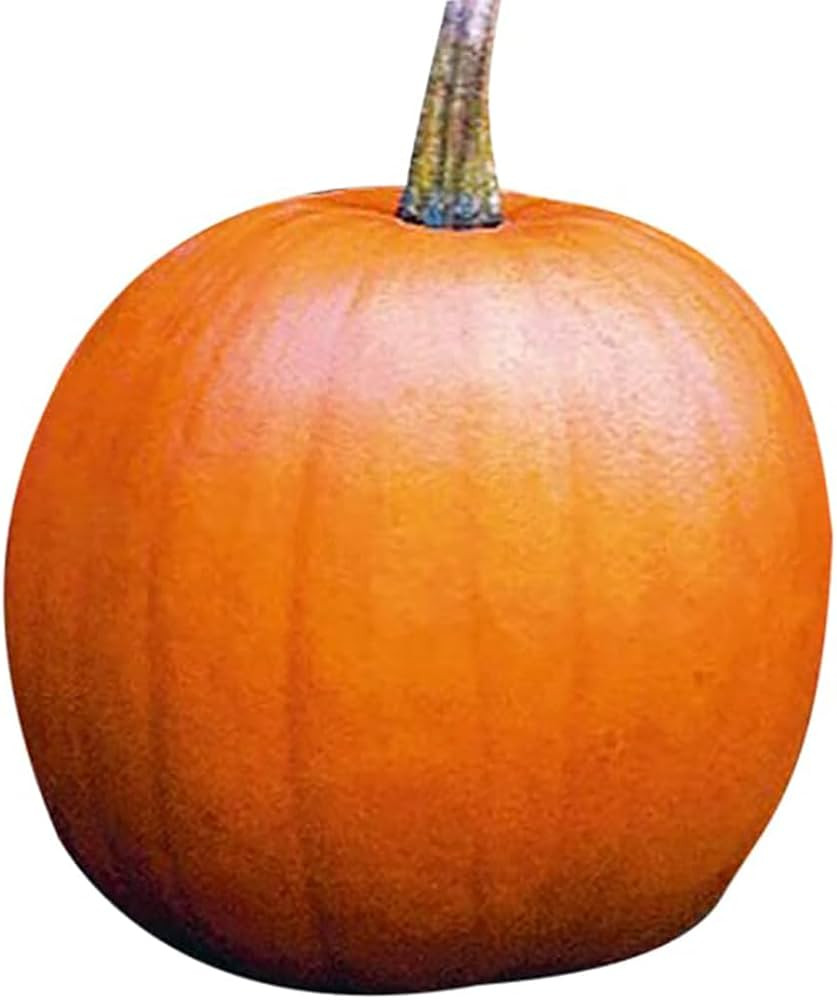Jack O’Lantern Pumpkins Seeds - Heirloom and The Classic for Carving and Cooking… | Amazon (US)