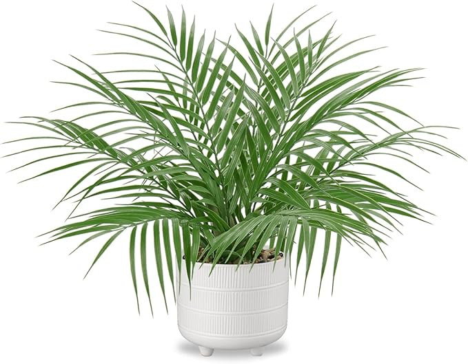 Hollyone Large Artificial Potted Plants Fake Palm Plants 19" Faux Green Plant Plastic Tropical Pa... | Amazon (US)