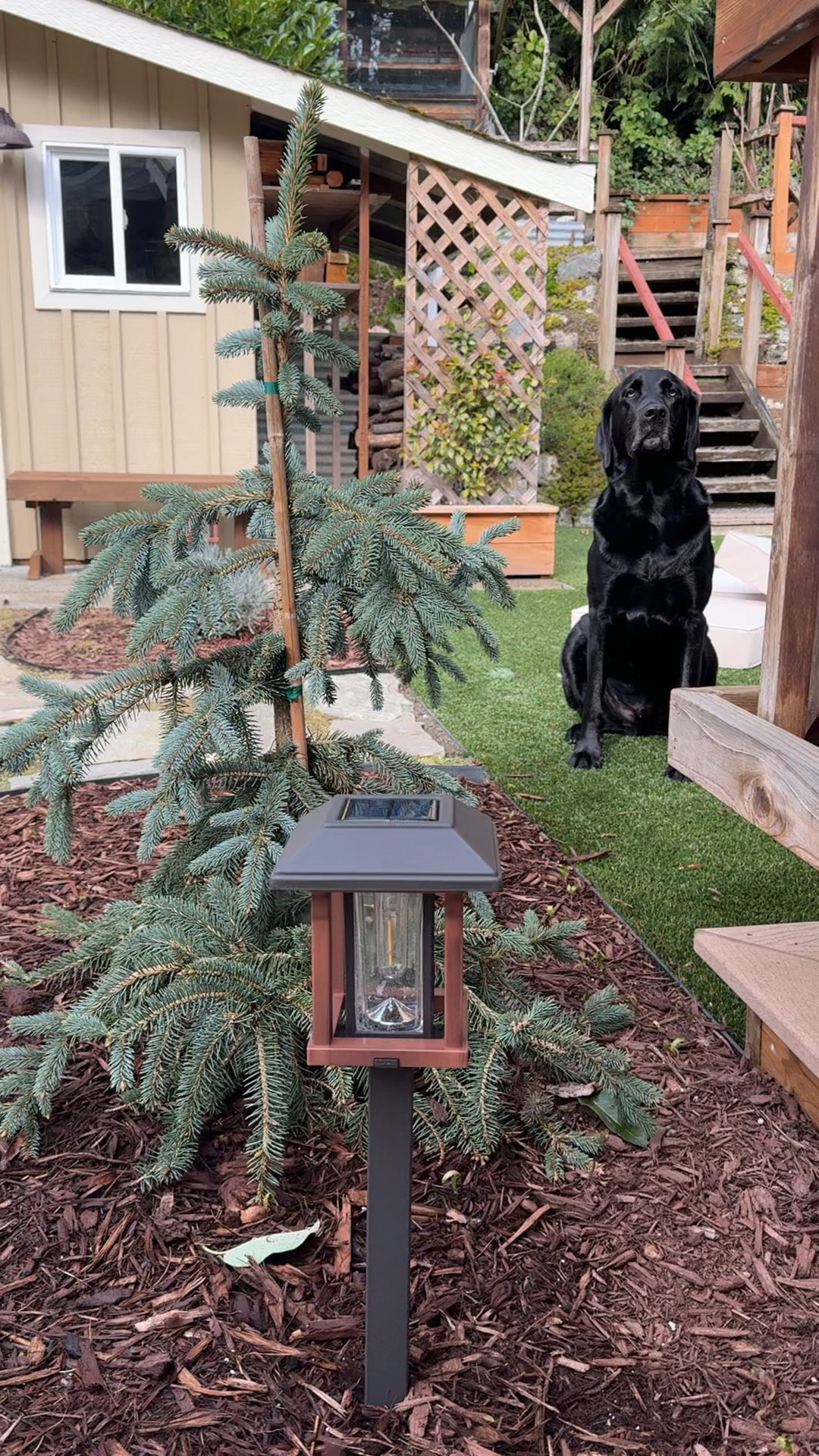 Solar powered landscape lights changed the whole aesthetic of our garden in the best way >>>

#LTKHome #LTKSeasonal #LTKWatchNow