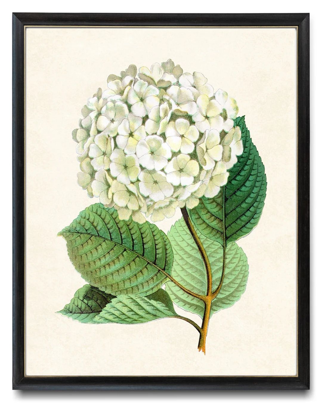 White Snowball Flowers Printable Art Vintage Flower - Etsy | Etsy (US)