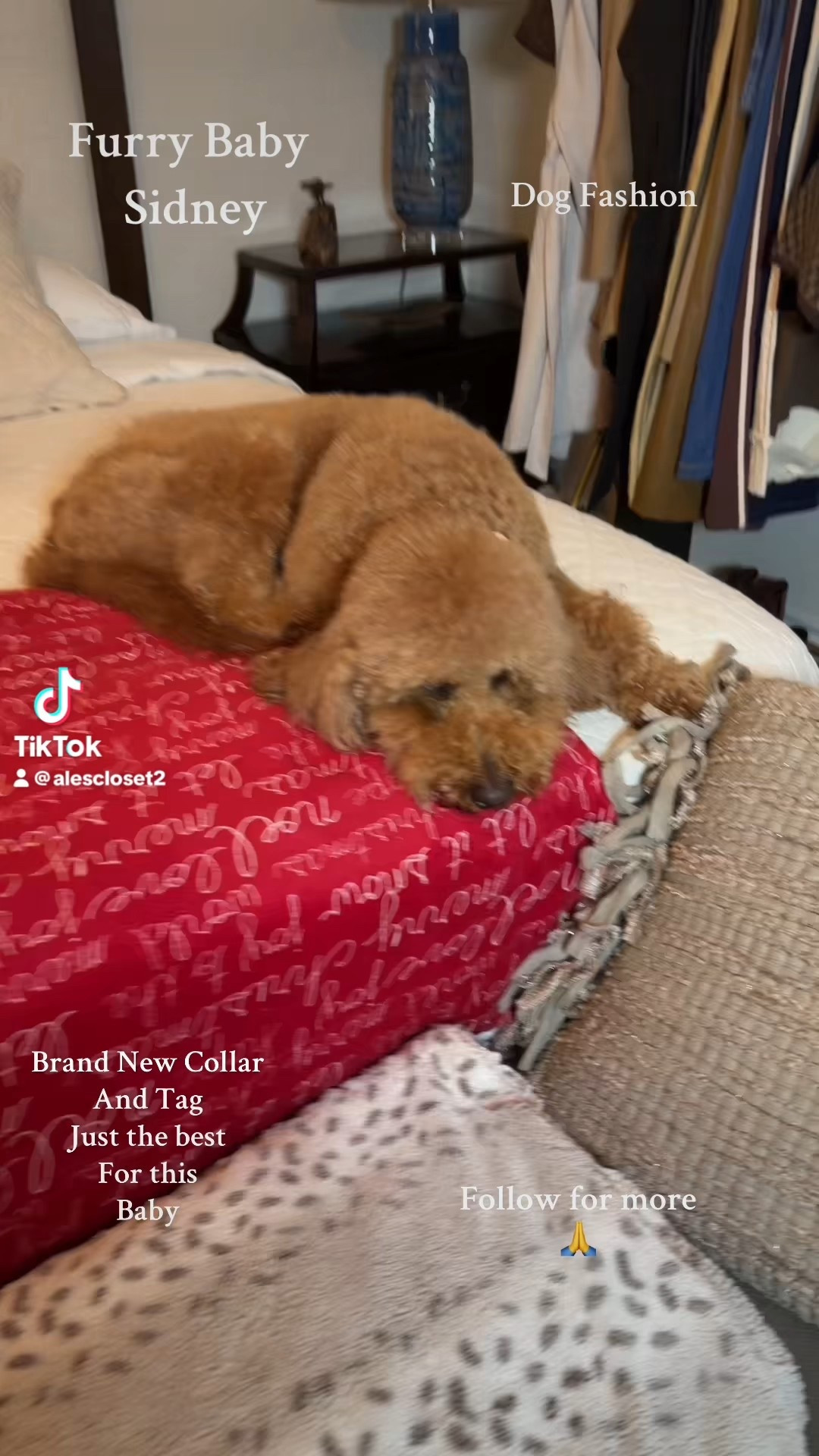 My baby needed a new collar so bad 🐶💗
Found this cutie on Amazon and it goes perfectly with her new personalized name tag from Etsy ✨
She’s officially my little furry princess 👑🐾

Links below 🤍
Thank you for supporting 🫶


#DogMomLife #FurryPrincess #DogFashion #AmazonFinds #PetAccessories #SmallDogStyle #DogTok