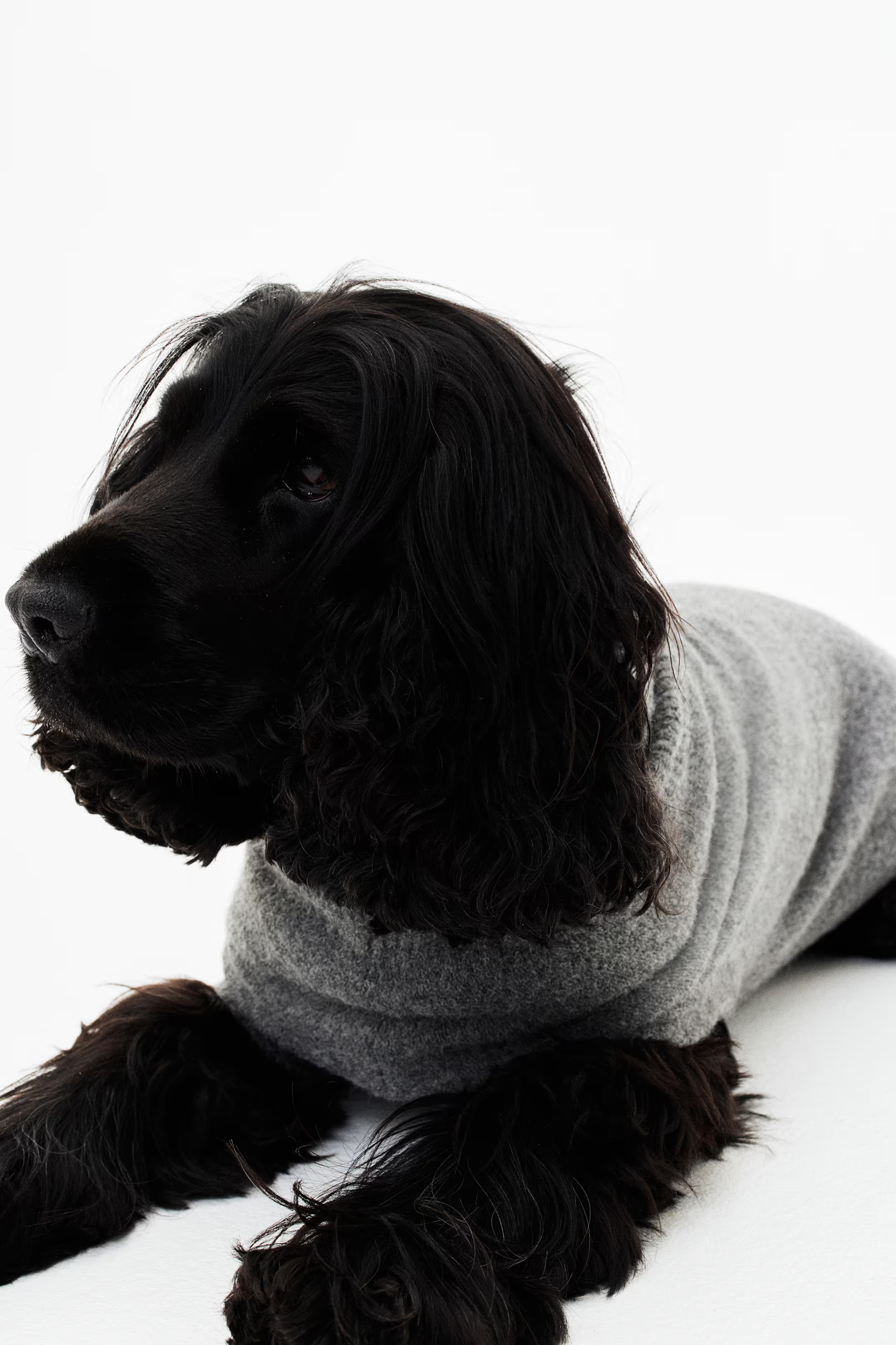 Fine-Knit Dog Sweater | H&M (US + CA)
