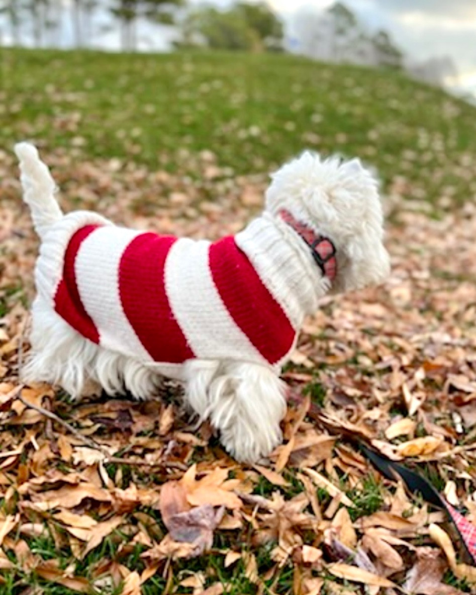 Candy cane stripes for the win. Keep your dog cozy in a classic striped sweater. Just right for the holidays but works all season long! Wellie’s had this one for years but check out this under $10 lookalike I found. 

#LTKGiftGuide #LTKSeasonal #LTKHoliday