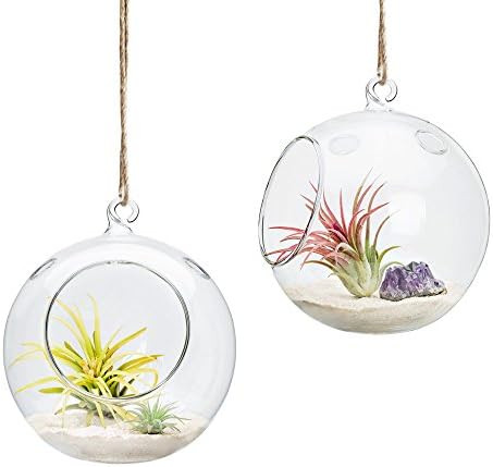 Mkono 6-Inch Hanging Glass Planter Round Air Plant Terrarium Decorations for Succulent, Tillandsi... | Amazon (US)
