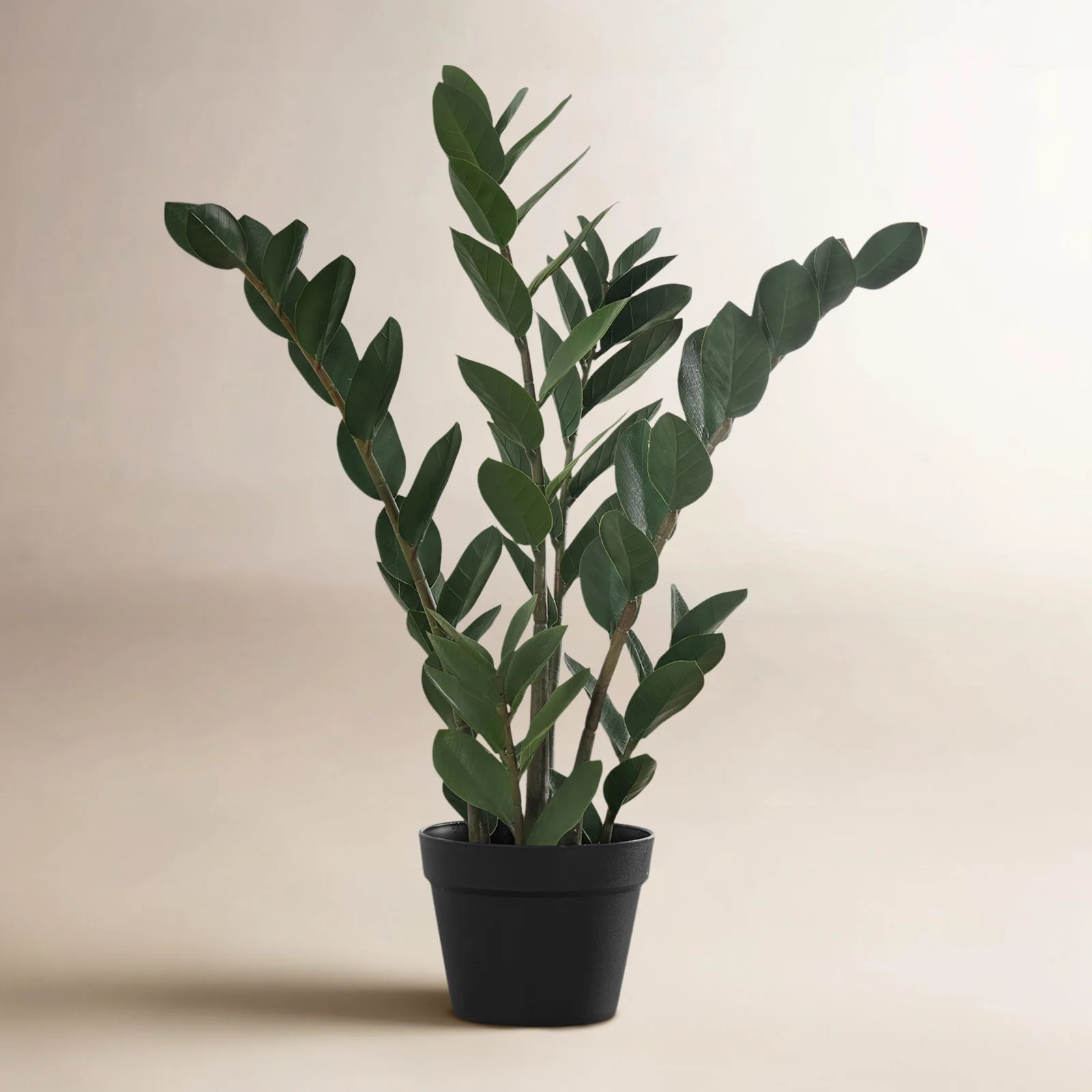 Birch Lane™ Artificial Plant, 29" Tall, Zz Tree, Indoor, Floor, Greenery, Potted, Real Touch, Green Leaves & Reviews - Wayfair Canada | Wayfair North America
