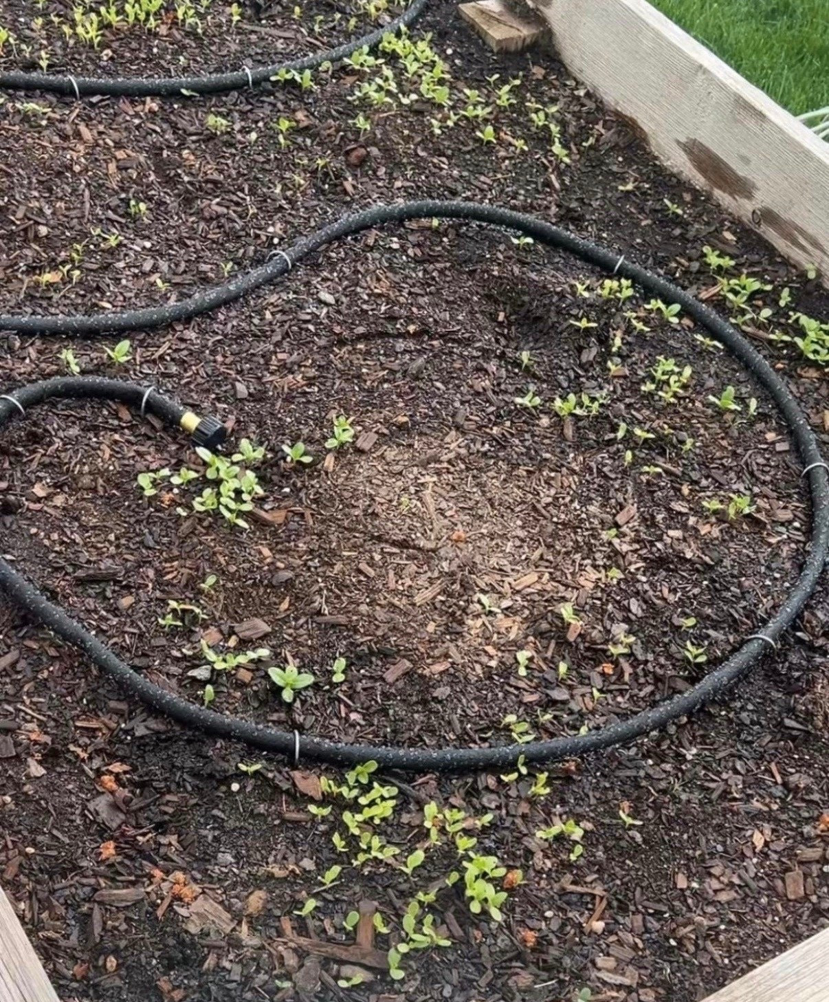 The soaker hoses I use for my raised beds! 




#LTKHome #LTKSeasonal #LTKSaleAlert