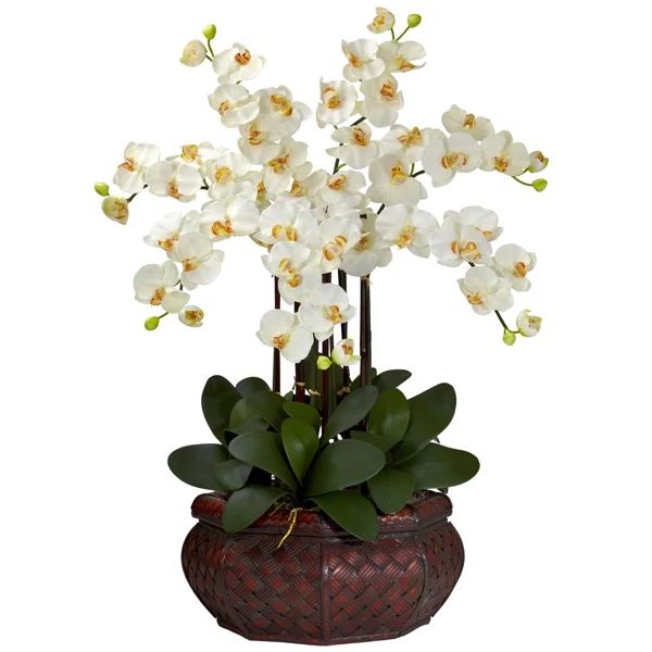 Large Phalaenopsis Orchid Floral Arrangement in Vase | Wayfair North America