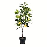 Vickerman Everyday 28" Artificial Potted Lemon Tree Real Touch Leaves. Black Plastic Pot - Lifelife  | Amazon (US)