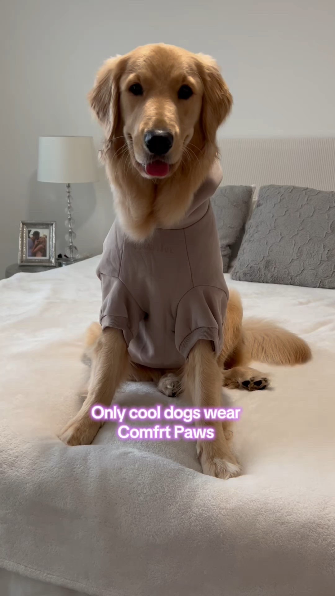 How to be a cool dog 101 #comfrt #loungeset #matchingset

#LTKSaleAlert