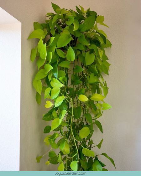 We love the easy maintenance that pothos requires add one to your home for instant lush vibes. 

#LTKfindsunder50 #LTKhome #LTKfindsunder100