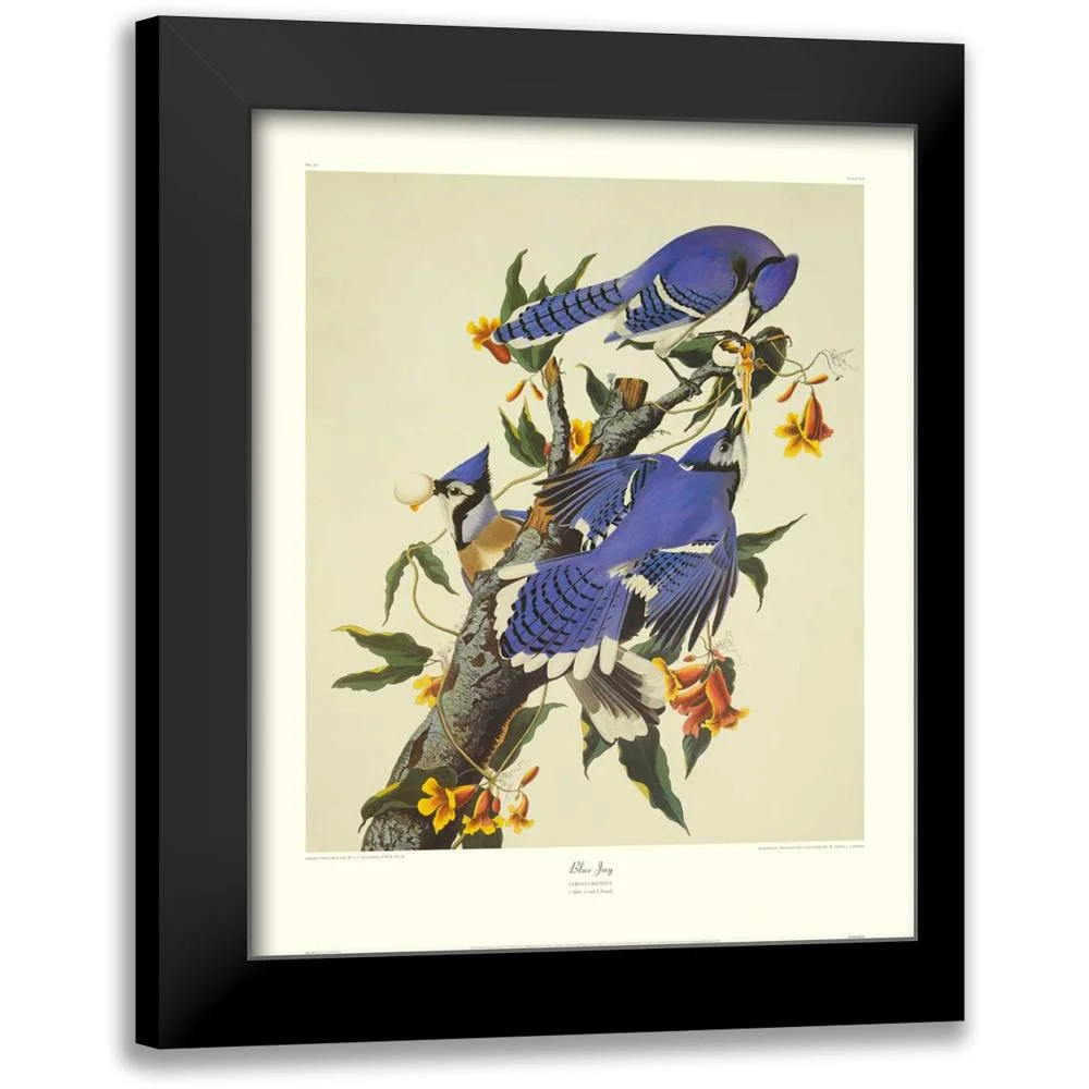 Audubon, John James 12x14 Black Modern Framed Museum Art Print Titled - Blue Jay (decorative bord... | Walmart (US)