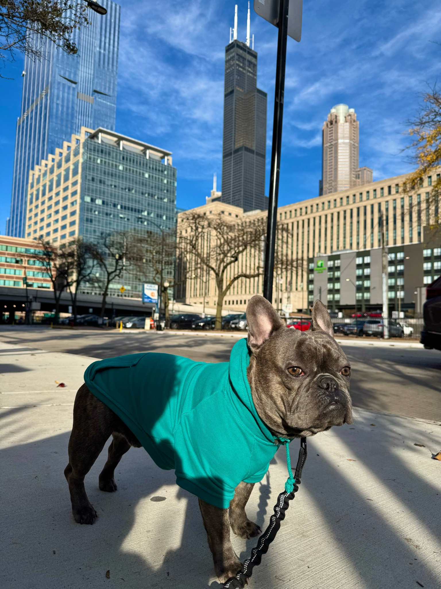 Keeping cozy and cool in this stylish hoodie! 🐾 Available in 10 colors to match any vibe—perfect for city strolls or just lounging in style. Plus, the hands-free leash makes walks with your dog even easier! 

French Bulldog | 29 lbs | Size Large

#LTKActive #LTKSeasonal #LTKStyleTip