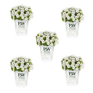 1.5 Pt. Proven Winners Superbells Over Easy White and Yellow Calibrachoa Annual Plant (5-Pack) | The Home Depot