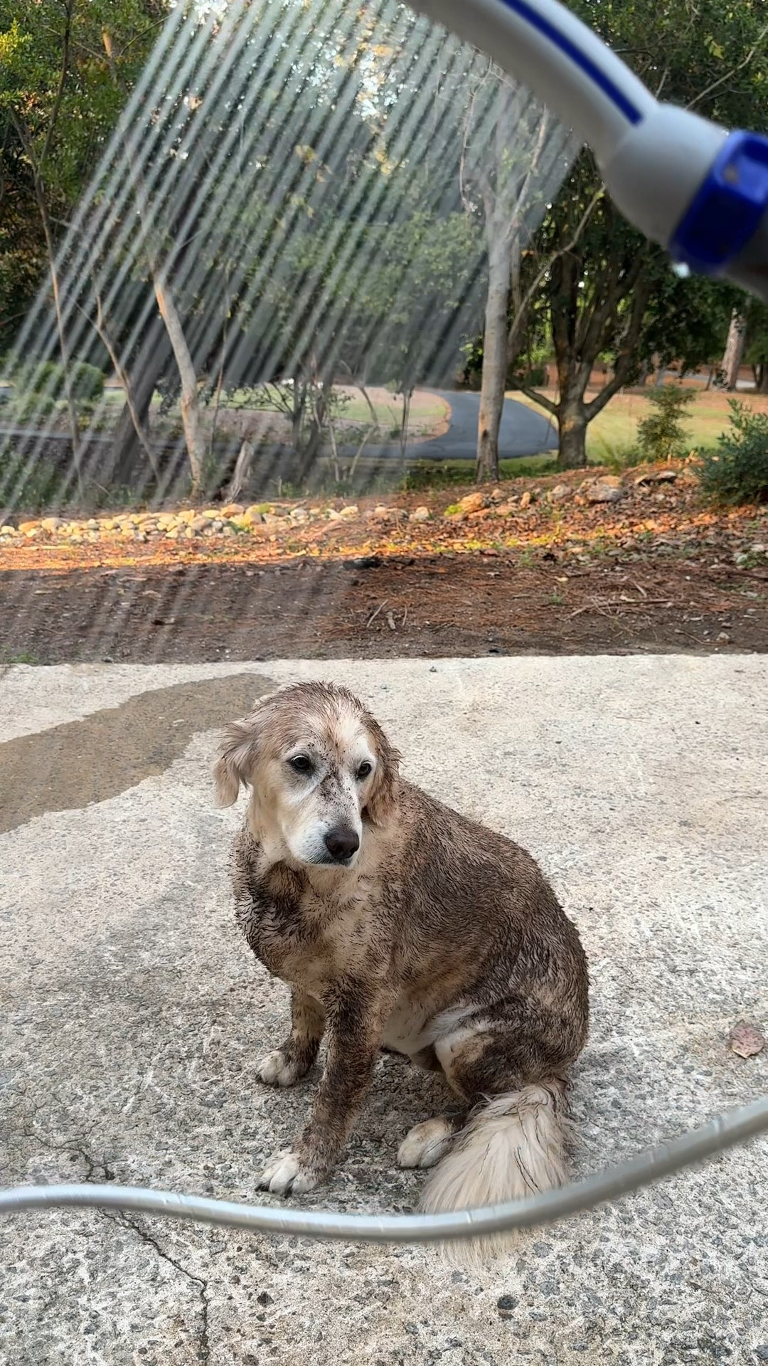 Loving my new Waterpik Pet Wand for INDOOR or OUTDOOR use! Comes with adapter and hose for attaching the Let wand to shower or water hose. Penetrates thick fur and has setting for rinsing delicate areas like face and paws. #pet #dogs #dogbath 

#LTKFindsUnder50 #LTKFamily #LTKGiftGuide