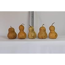 Box of 5 Dried Bottle Gourds - 4" Diameter | Amazon (US)