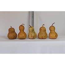 Box of 5 Dried Bottle Gourds - 4" Diameter | Amazon (US)