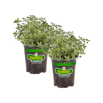 Bonnie Plants 2-Pack Lemon Thyme in 19.3-oz Pot | Lowe's