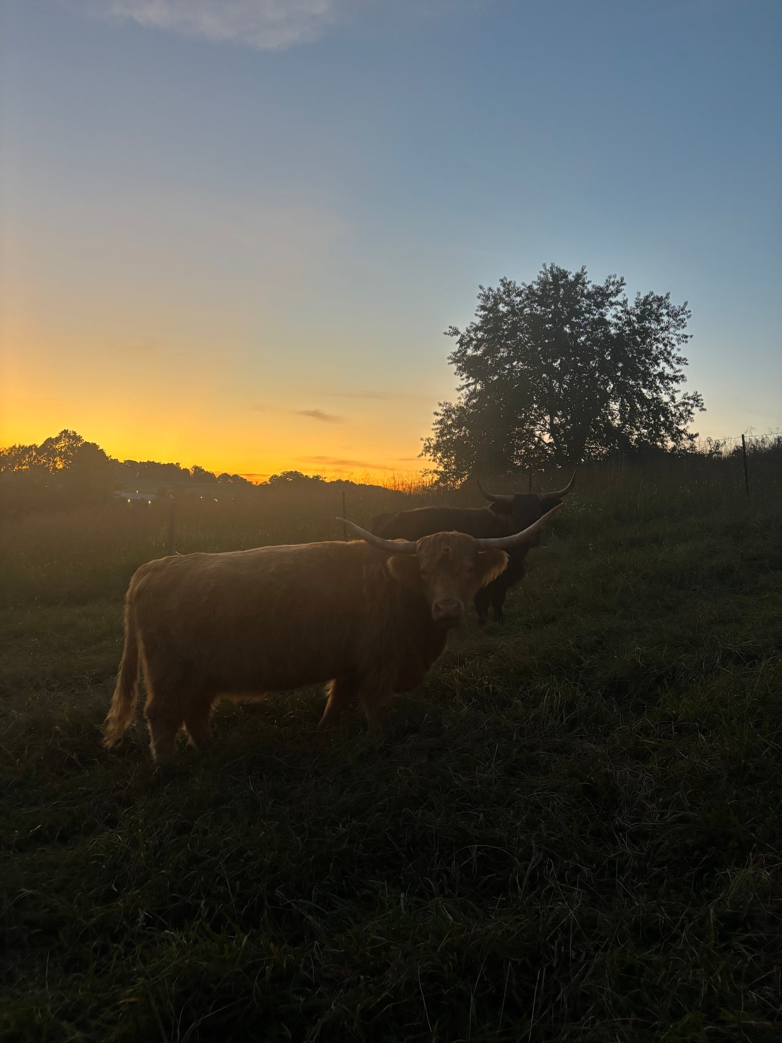 Tennessee nights 

#LTKKids #LTKFamily #LTKHome