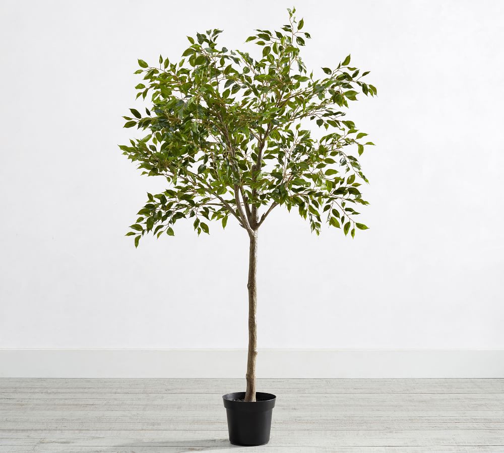 Faux Potted Triangular Ficus, 55&amp;quot;H | Pottery Barn (US)