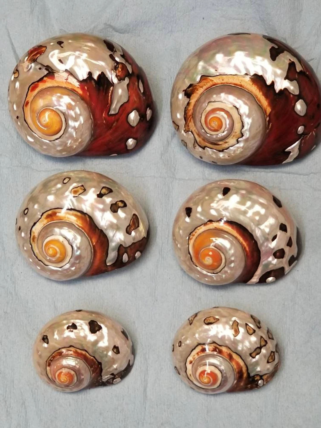 Polished Turbo Sarmaticus Shell: Natural Colors, Hermit Crab Safe (1 1/16 - 1 3/4 Opening) - Etsy | Etsy (US)