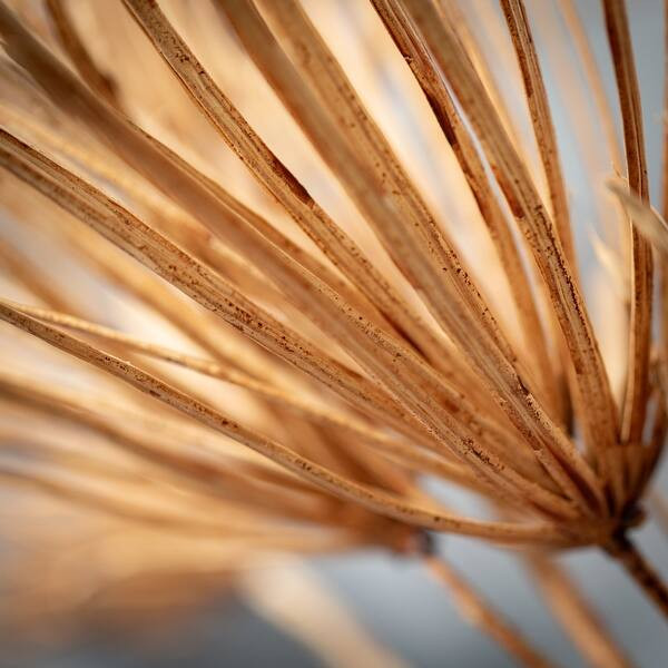 42"H Sullivans Cocoa Brown Podocarpus Stem, Brown - 15"L x 8.5"W x 42"H - Bed Bath & Beyond - 370... | Bed Bath & Beyond