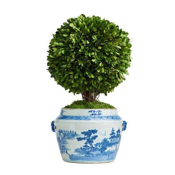 Boxwood Topiary in Oval Pot | Caitlin Wilson Design