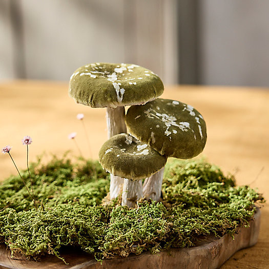 Velvet Mushrooms, Set of 3 Small | Terrain