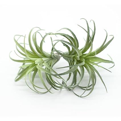 ZJCilected 2PCS Artificial Flocking Tillandsia Air Plants Faux Succulents Bromeliads for Indoor/Outd | Amazon (US)