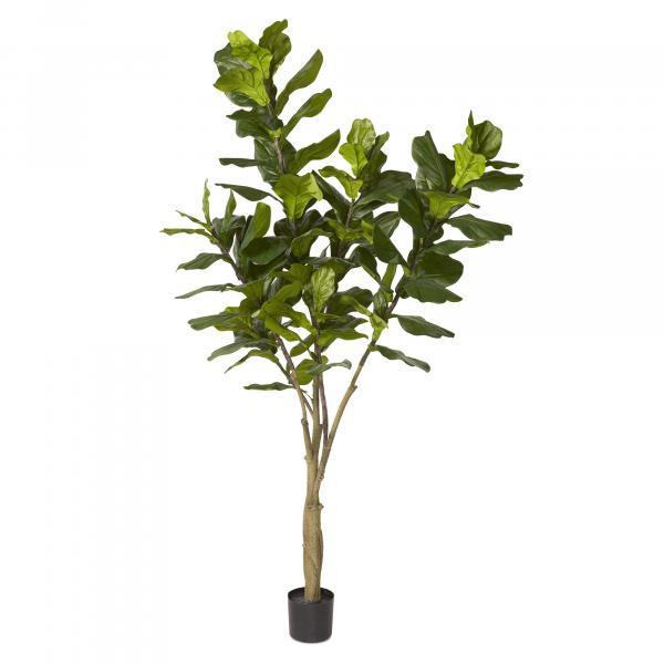 Fiddle Leaf Fig Tree, Tropical | Becki Owens Living