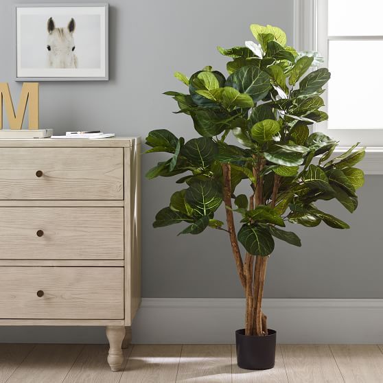 Faux Potted Fiddle Leaf Fig Tree | Pottery Barn Teen