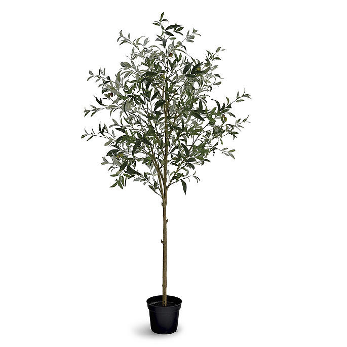 70' Potted Olive Tree | Frontgate | Frontgate