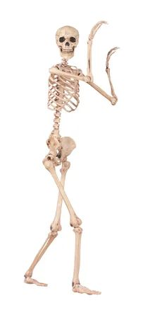 The Holiday Aisle® Pose n' Stay Skeleton | Wayfair North America