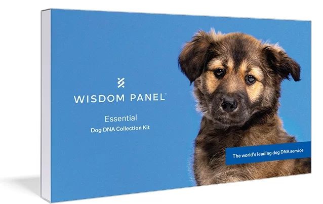 Wisdom Panel Essential Dog DNA Test - Walmart.com | Walmart (US)