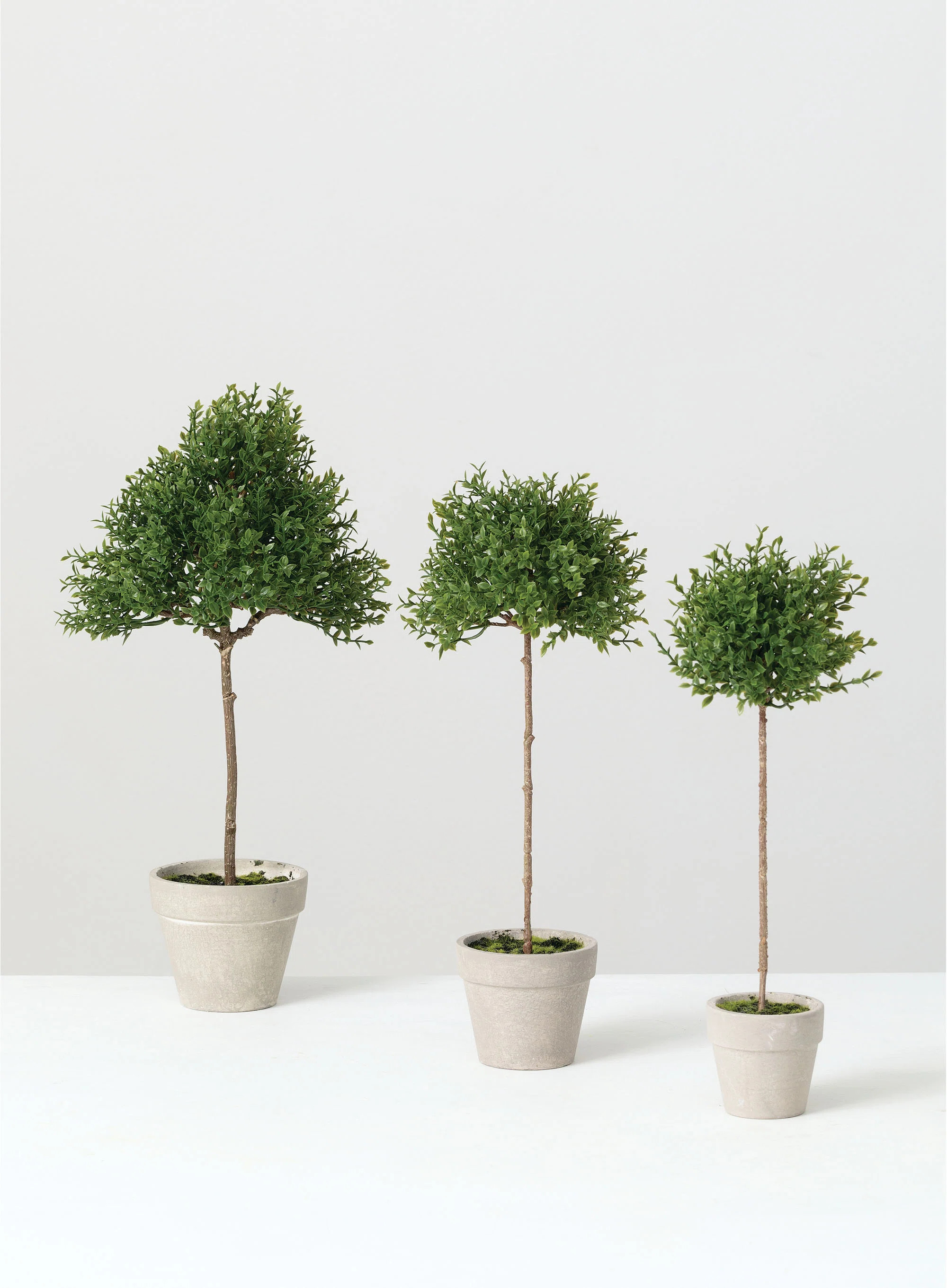 14.5;14.5'' Faux Tea Leaf Topiary in Ceramic Pot | Wayfair North America