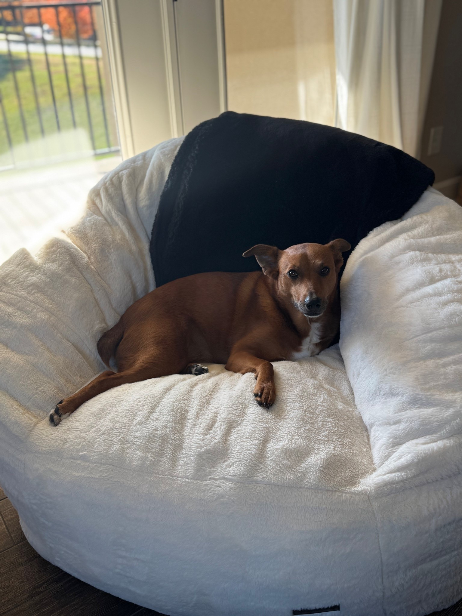 When in doubt, get an adult size beanbag for everyone to enjoy, dogs, kids, adults alike! Such a fun unexpected holiday Christmas gift idea. This thing is so SO cozy 

#LTKHome #LTKFamily #LTKSeasonal
