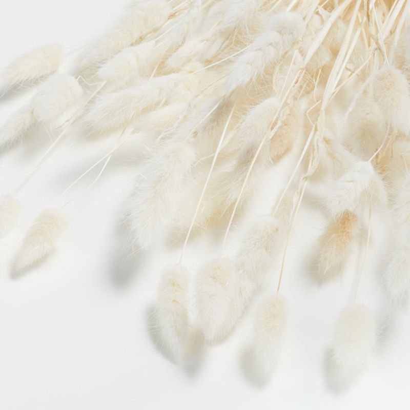 Bunny Tail Bunch Dried Botanicals + Reviews | Crate and Barrel | Crate & Barrel