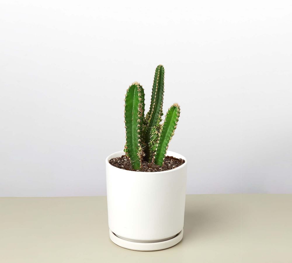 Live Fairy Castle Cactus In Planter | Pottery Barn (US)