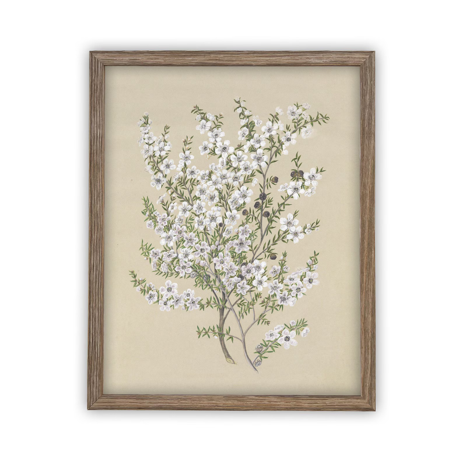 Vintage Framed Canvas Art // Framed Vintage Print // Vintage Painting // Botanical Sketch // Farm... | Etsy (US)