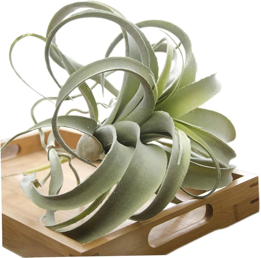 Artificial Air Plants,Cilected Tillandsia Air Plants Flocking Fake Bromeliads Artificial Plant Ha... | Amazon (US)
