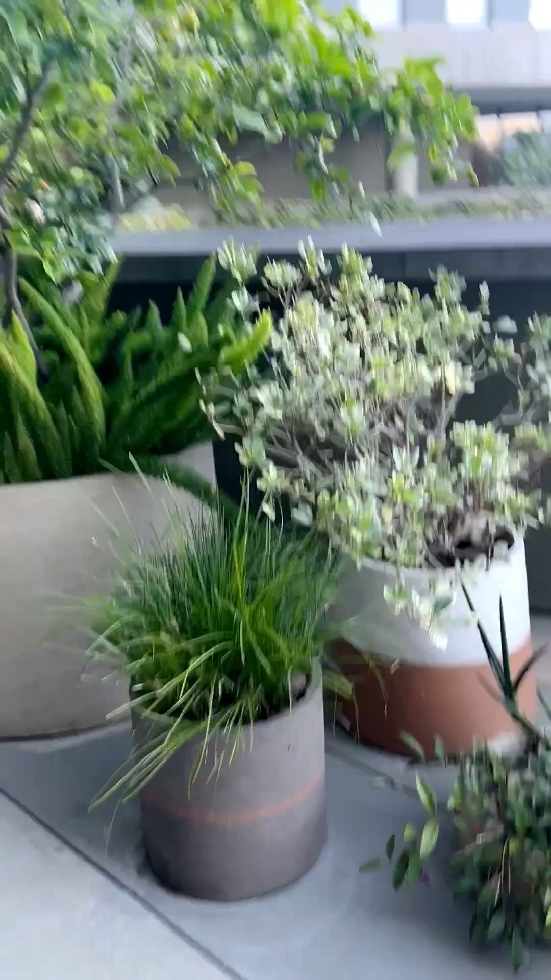Good morning ☕️ A beautiful grouping of outdoor planters, lush greenery, and the gentlest morning breeze—proof that even the simplest outdoor corner can feel like a peaceful little retreat. #goodmorning #outdoorplanters #planterstyling #greenery #morningvibes #gardenmoment #outdoorliving #resortvibes

#LTKdayinmylife #LTKHome #LTKTravel