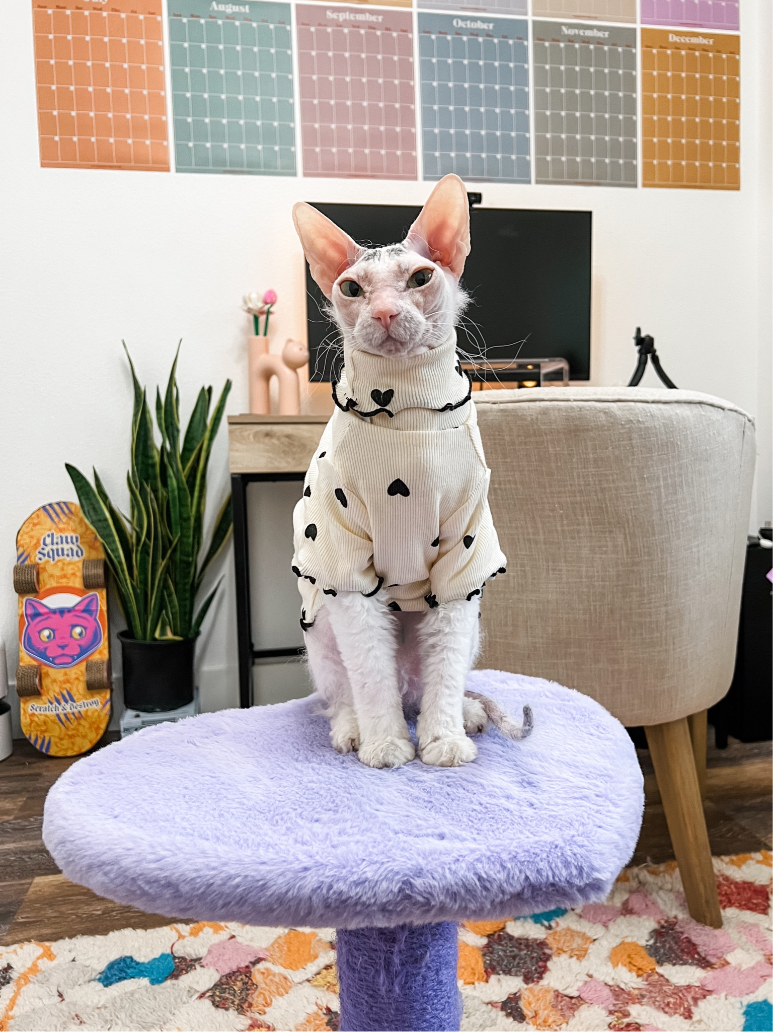 Cute black heart turtleneck shirt made for sphynx cats! Leela is 8lbs wearing a size XL - Amazon finds for pets

#LTKfamily #LTKfindsunder50