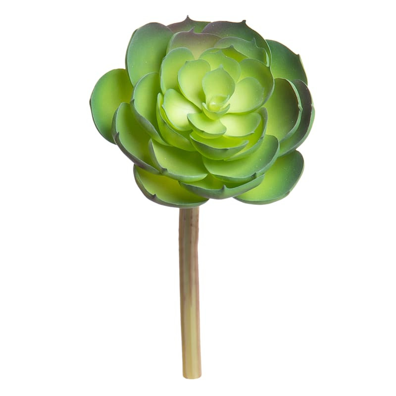 Green Echeveria Pick, 6" | At Home