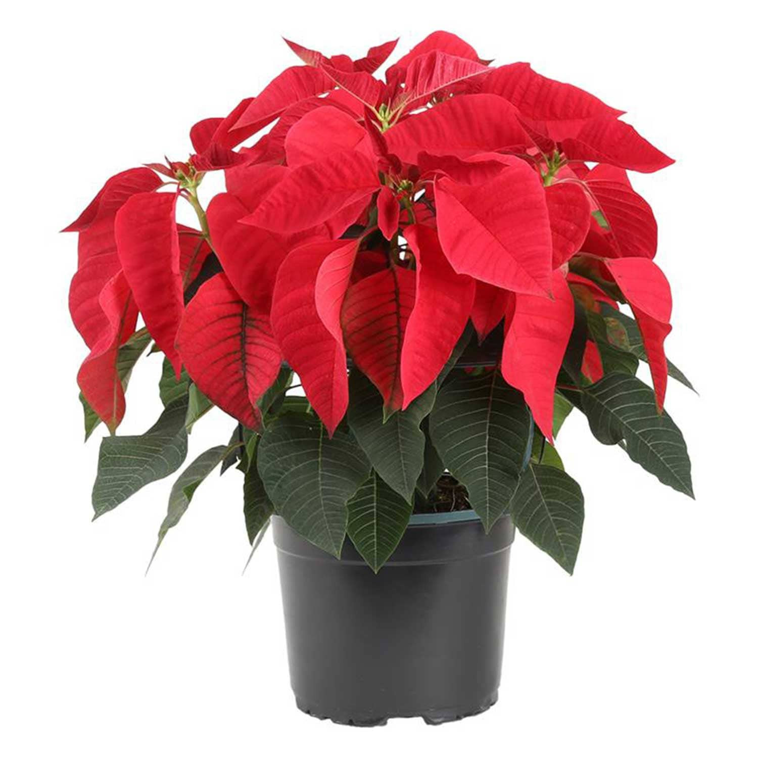 Costa Farms 2 -Quart Fresh Christmas Potted Poinsettia in Black | M-POI-G-POT-01-LW | Lowe's