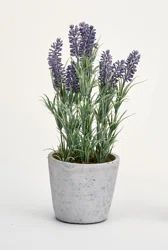 Ophelia & Co. Lavender Foliage Topiary in Pot | Wayfair | Wayfair North America