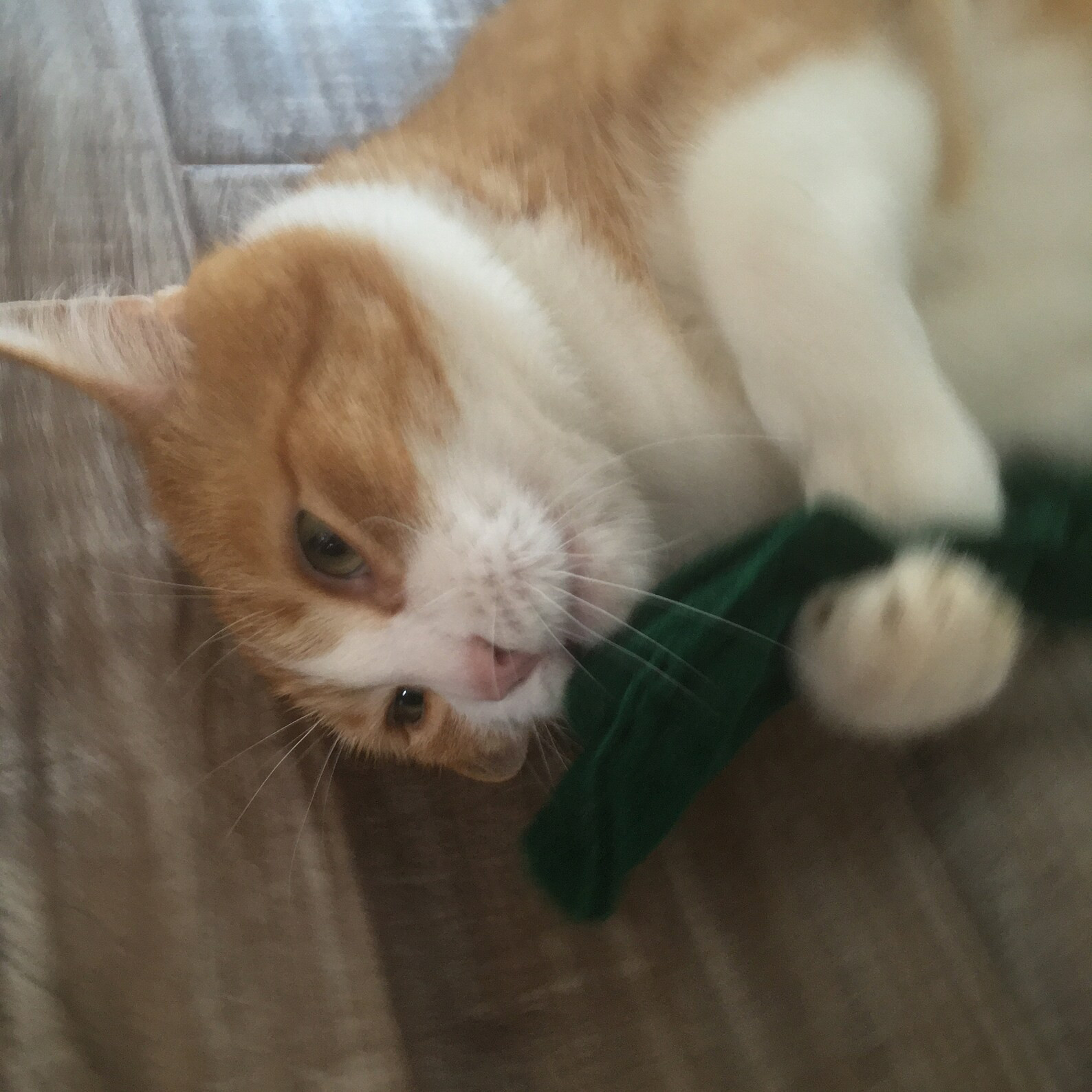 Crunchy Kitty Kale  Kale for Cats  Crunchy Cat Toy  Wool - Etsy | Etsy (US)