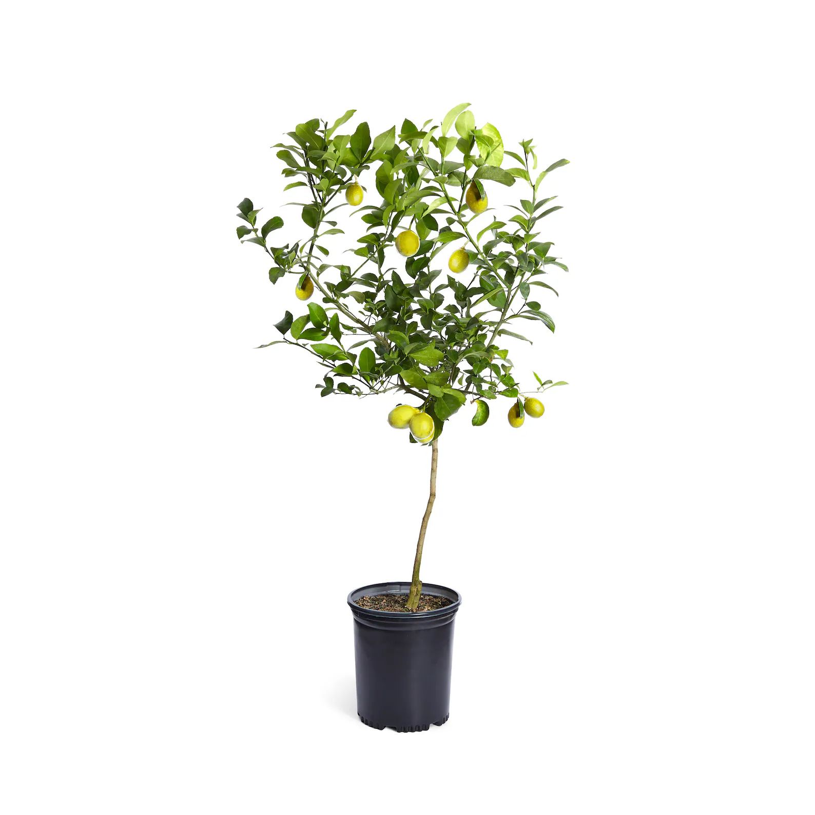 Meyer Lemon Tree  Indoor & Patio Citrus Tree  Cannot Ship to - Etsy | Etsy (US)