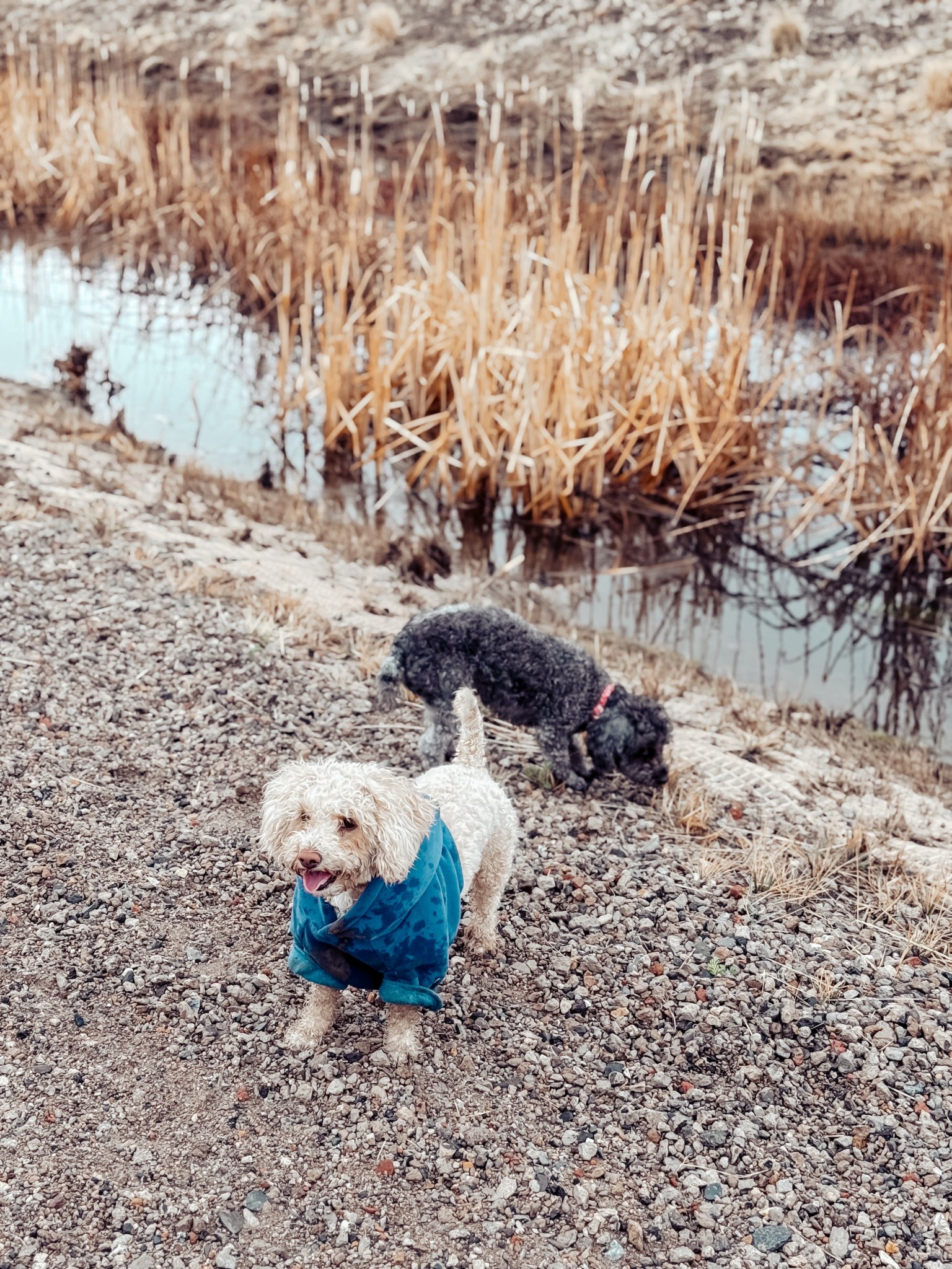 Comfrt ootd 

Standard pacific size small 



#LTKPets #LTKFindsUnder50 #LTKSaleAlert