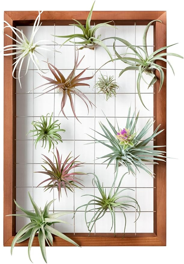 Mkono Air Plant Frame Hanging Airplant Holder Tillandsia Display Hanger Wooden Shelf Wall Decor f... | Amazon (US)
