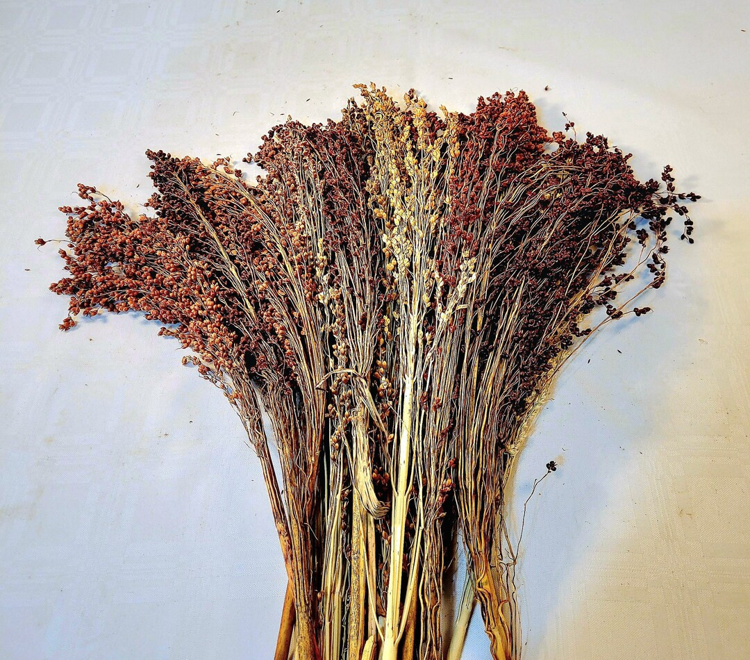 Sorghum Broom Corn, Naturally Dried Grain, Dried Floral Decoration - Etsy | Etsy (US)